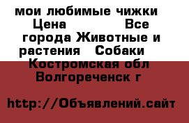 мои любимые чижки › Цена ­ 15 000 - Все города Животные и растения » Собаки   . Костромская обл.,Волгореченск г.